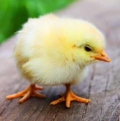  タイムサービス1日2回