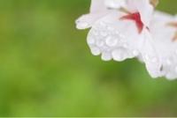 ありがとうございます