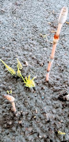 ３月…感謝の気持ちです(’-’*)♪