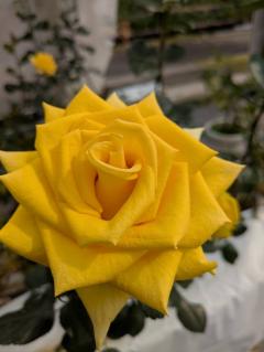 ４月…雨ですね！