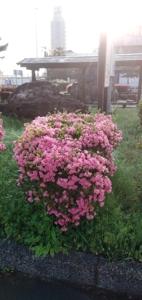 つづじと言えば鯖江