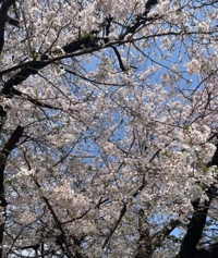 宮崎ちゃんこ都城店 都城市デリヘル こはる 写メ日記「無題」