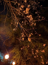 宮崎ちゃんこ都城店　れいか