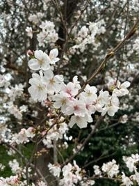 ありがとうございます。