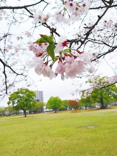 🌸桜と👼流星☆彡