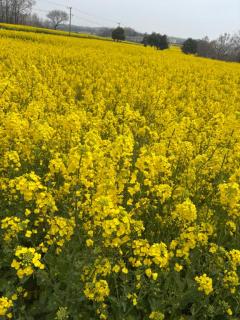 ぷにっ娘　新人奈未ﾅﾐ