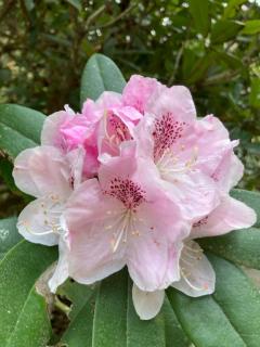 サンタのお兄様