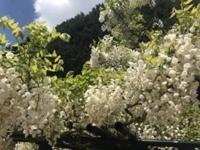 ありがとうございます