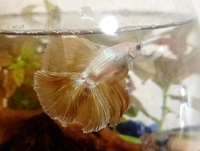 ハンドリング　亀頭責め専門店(那覇市) のん