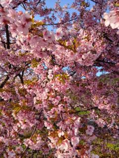 MANIN-ONREIマン淫御礼(大分市) 楓（かえで）スレンダー美魔女