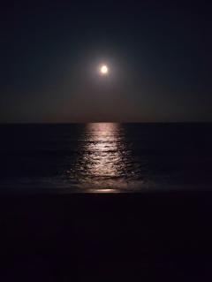 お花畑🌸ピンク🌕️