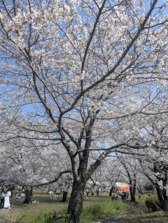 アップル倶楽部　まりあ