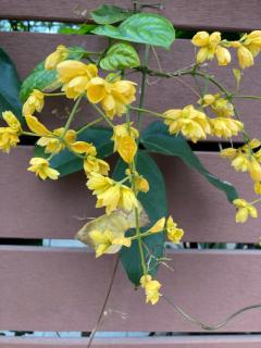 パリスのお兄様