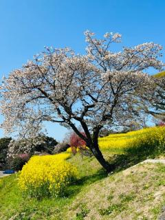 JaPON 楓ｶｴﾃﾞ