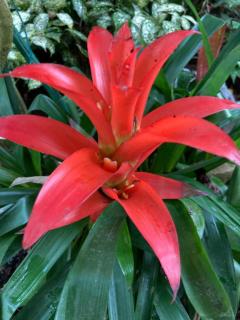 リバーのお兄様