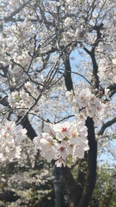 Heaven Club (ヘブンクラブ)　