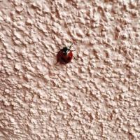 鹿児島ちゃんこ 霧島店 うい