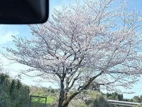 TheGrandPhoenix(大分市) ききょう※エロ美魔女