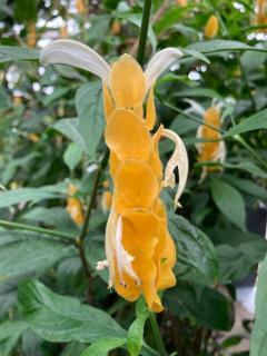 フランスのお兄様