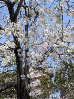 ぷにっ娘 澄子ｽﾐｺ