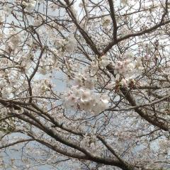 買い物帰りに…パチリ