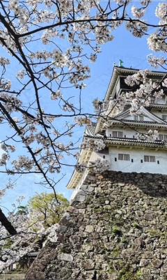 小倉城桜まつり