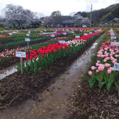 ご主人様いらっしゃい 大分店 アオイ♡コート下全裸訪問✮ﾊﾞｷｭｰﾑﾌｪﾗ