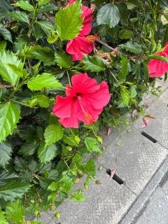 完売┏○))アザ━━━━━━━  ━ス！