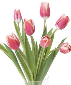 ご主人様いらっしゃい 大分店(大分市) めぐ♡美人素人