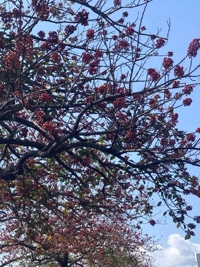  保奈美※抜群の超美人妻