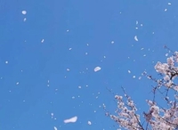 桜が葉桜に変わる季節