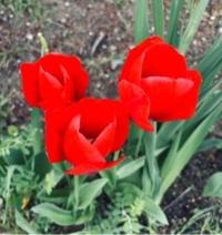 ありがとうございます