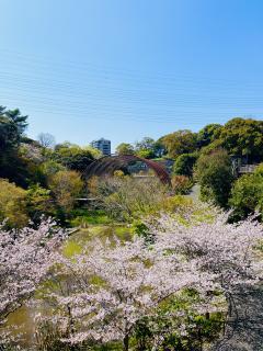 さくら(大分市) ゆり　(濃密巧妻)