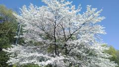 保険屋のおばちゃん　