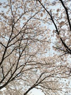 桜🌸〜大好き〜リサ