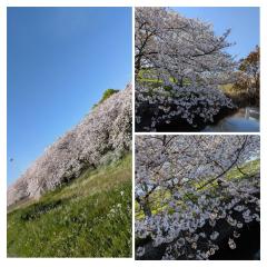 青空🌞？桜🌸？