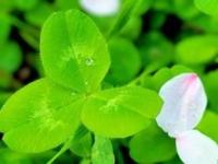 ありがとうございます