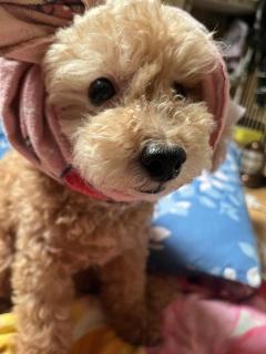 夜這い専門人妻俱楽部花魁　♡りおん♡