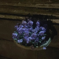 NEXT11日(土)13日(月)