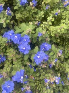 昭和（沖縄・完全個室プライベートエステ）　仲間真理子