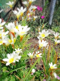 ありがとうございました