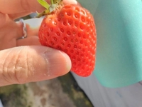 春の便り初のいちご狩り