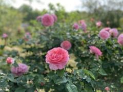 アルファ　しおり〜責め好き奥さま〜♯特割コース