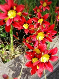 おはようございます