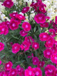 サンタのお兄様