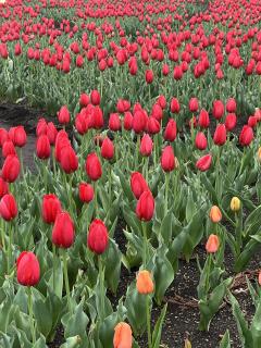 明日は大6弾企画