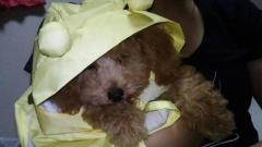 夜這い専門人妻俱楽部花魁　♡りおん♡