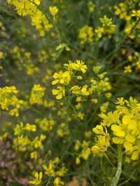 待ちナビ(福岡市) あまね