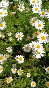 待ちナビ(福岡市) みよ