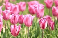 待ちナビ(福岡市) みく